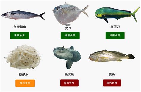 台灣的由來 中型魚種類